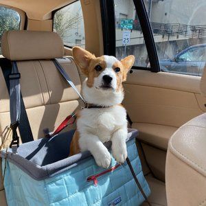 Kurgo dog booster seat